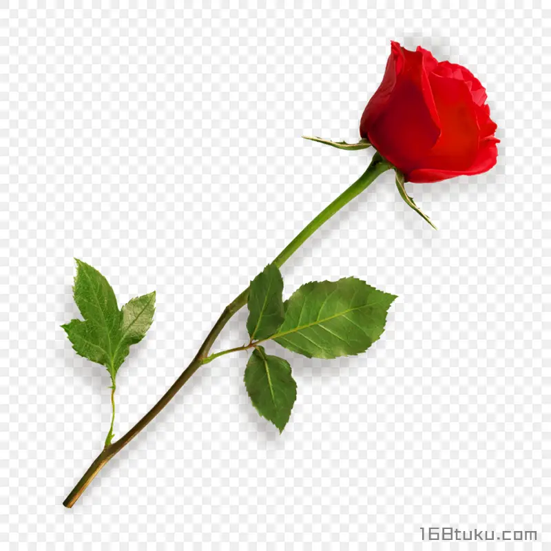 一支玫瑰花红玫瑰花蔷薇花月季花png素材免费下载免扣