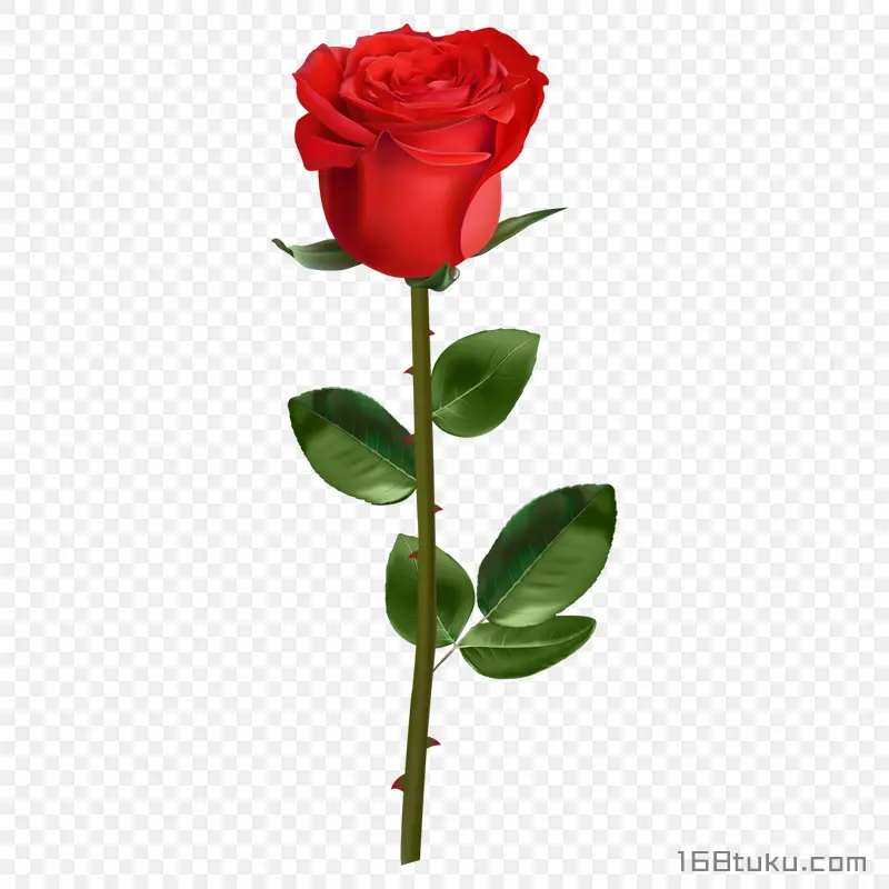 一支玫瑰花红玫瑰花蔷薇花月季花png素材免费下载免扣