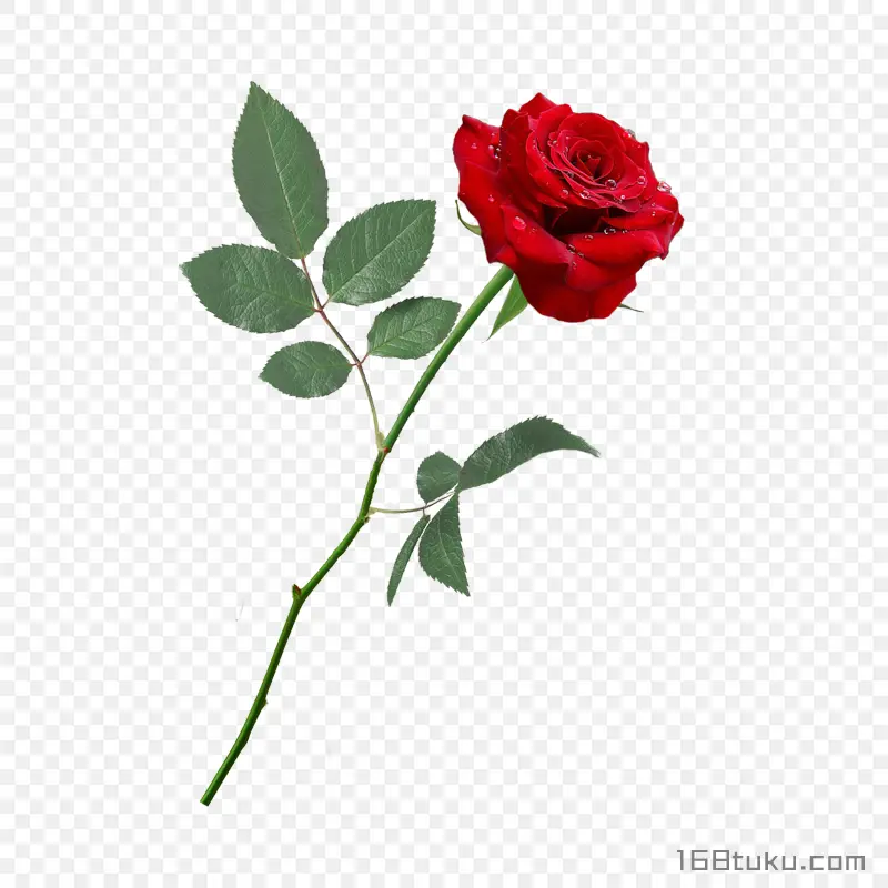一支玫瑰花红玫瑰花蔷薇花月季花png素材免费下载免扣