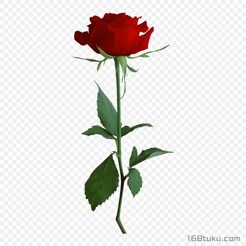 一支玫瑰花红玫瑰花蔷薇花月季花png素材免费下载免扣