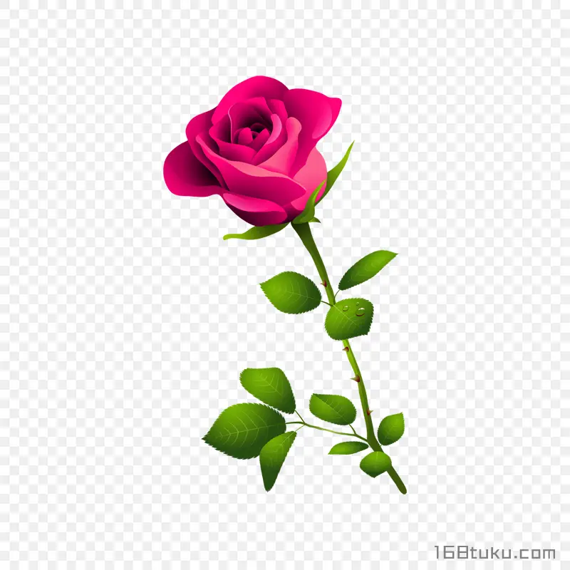 插画一支玫瑰花红玫瑰花蔷薇花月季花png素材免费下载免扣