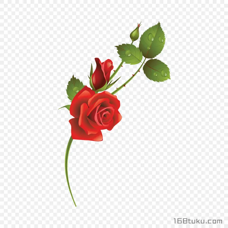 插画一支玫瑰花红玫瑰花蔷薇花月季花png素材免费下载免扣