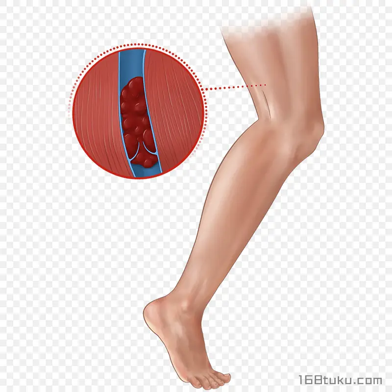 美腿小腿踮脚抬腿肌肉纤维PNG素材免抠图片免费下载