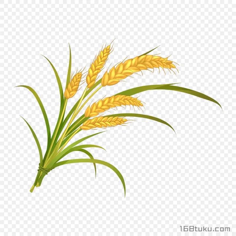 卡通小麦水稻