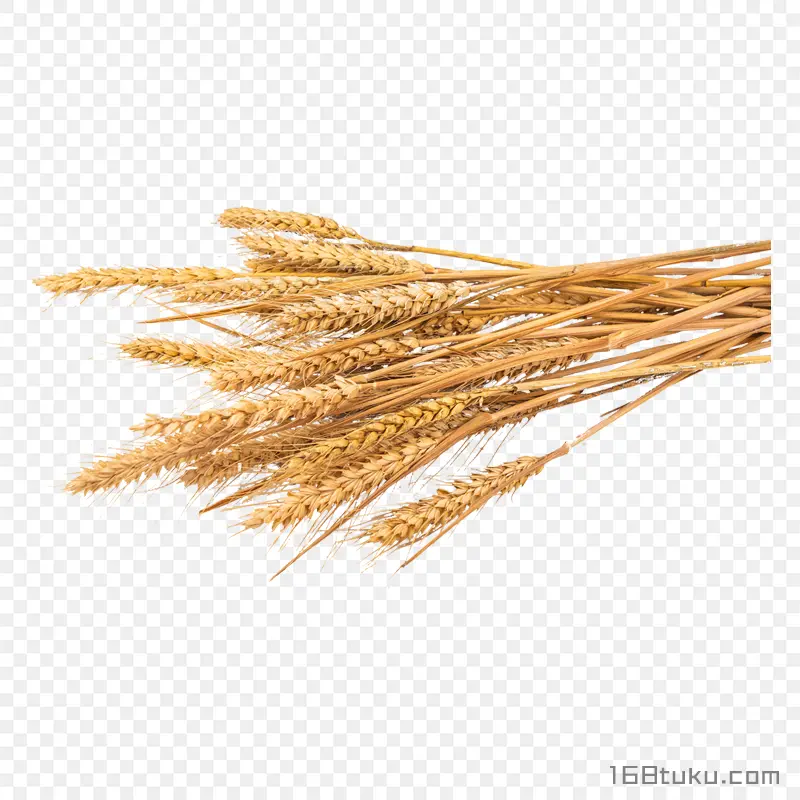 小麦麦穗