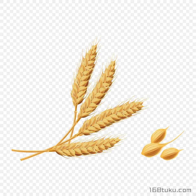 卡通麦穗