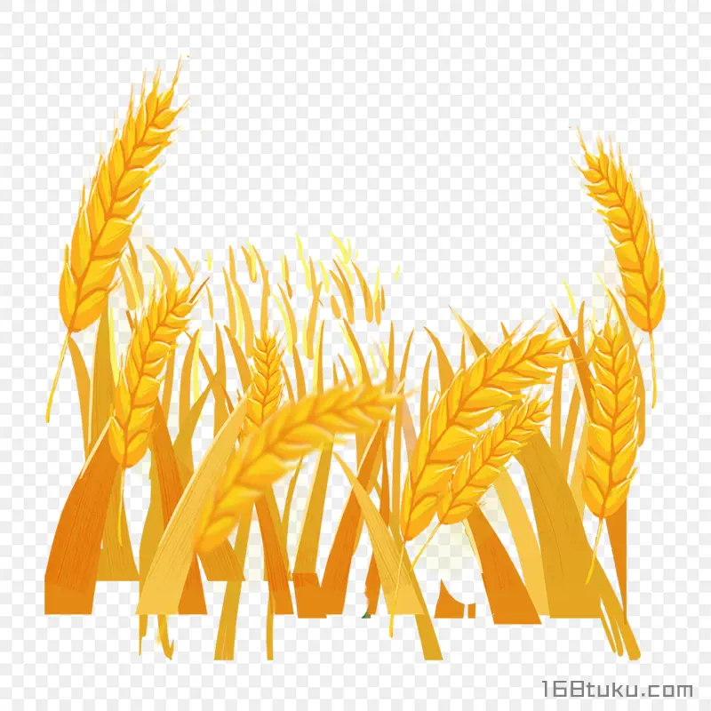 卡通小麦麦穗