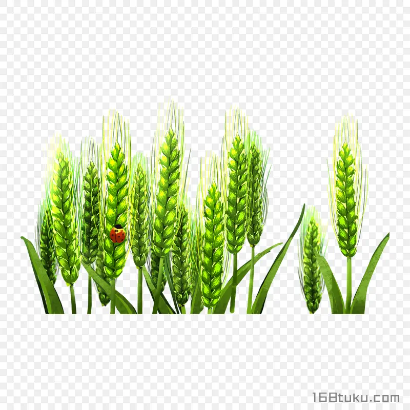卡通绿色小麦
