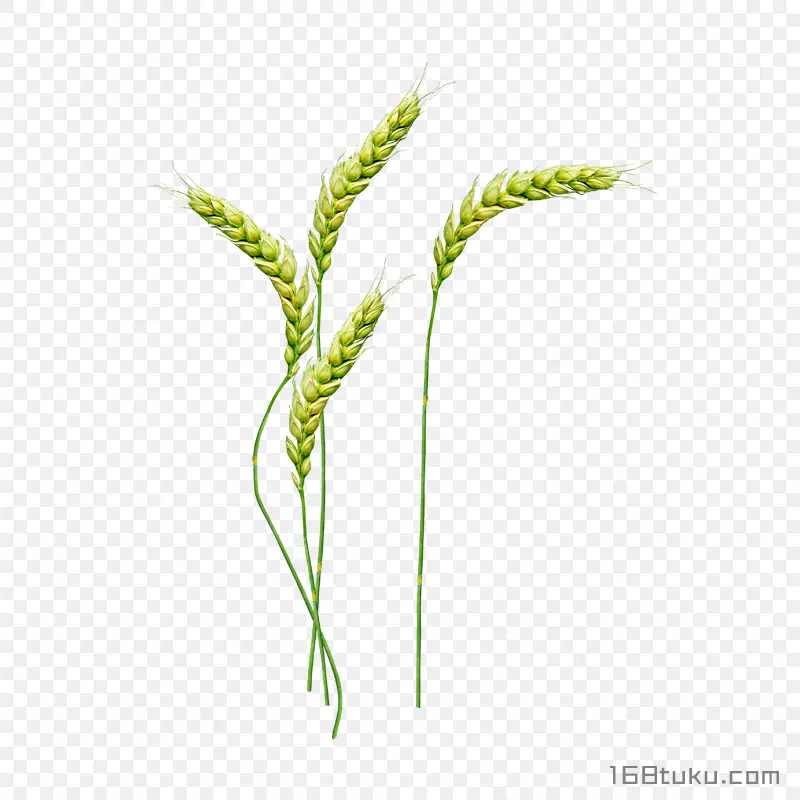 绿色卡通小麦