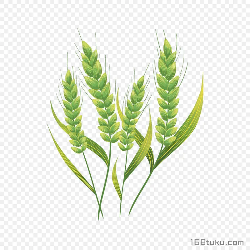 卡通绿色小麦