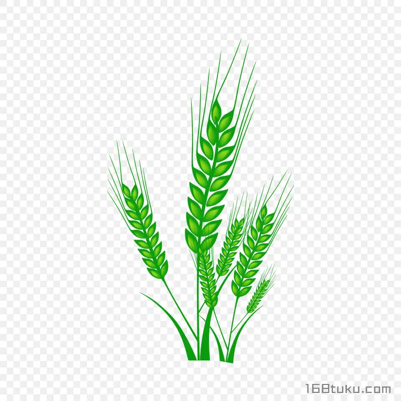 卡通绿色小麦