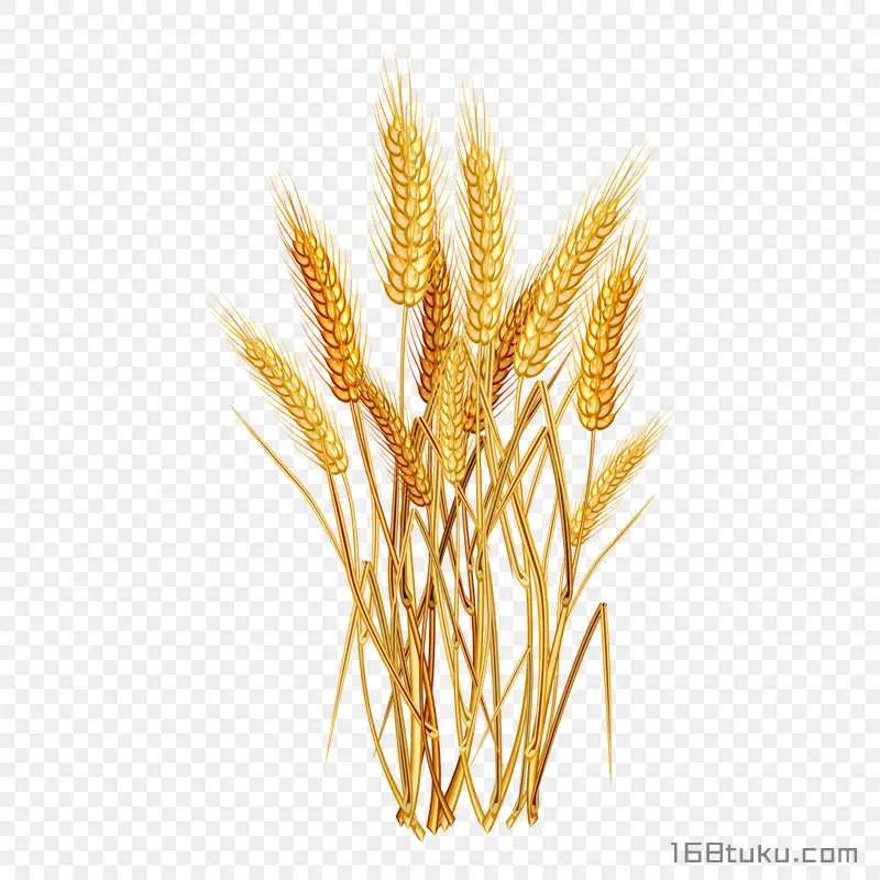 卡通小麦麦穗