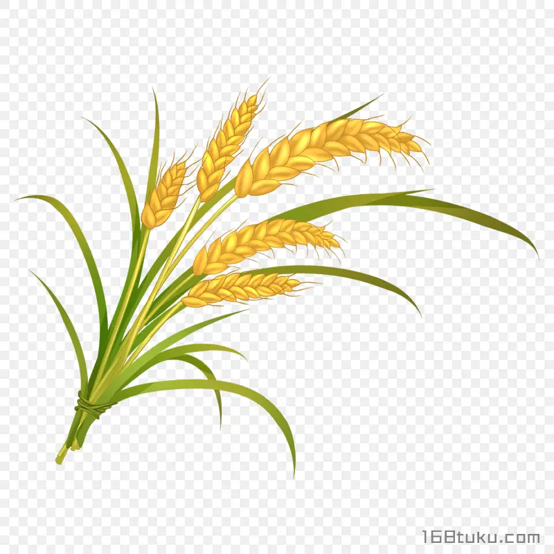 手绘小麦插画