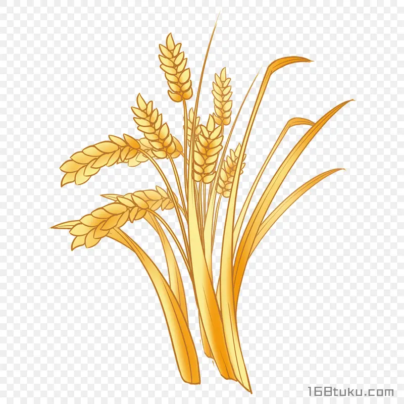卡通手绘小麦