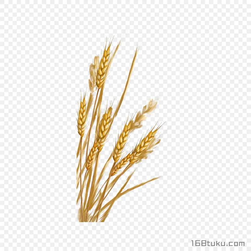 小麦麦穗
