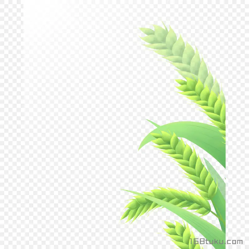绿色小麦