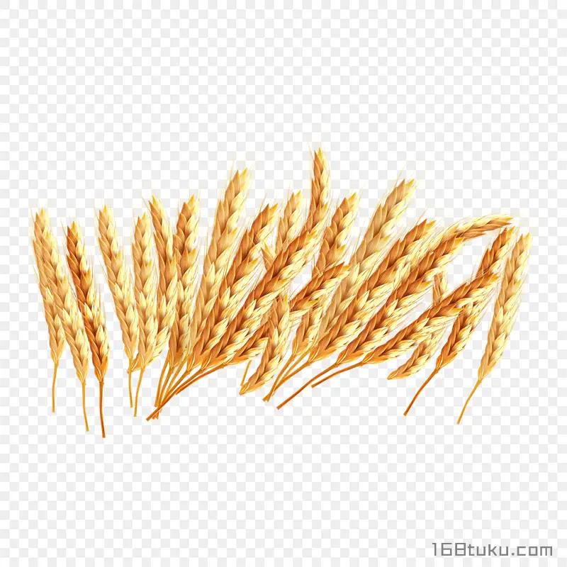 卡通小麦麦穗