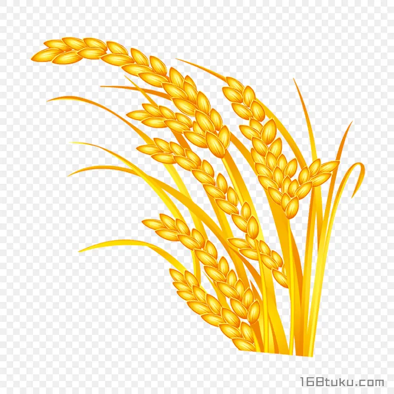 卡通小麦麦穗