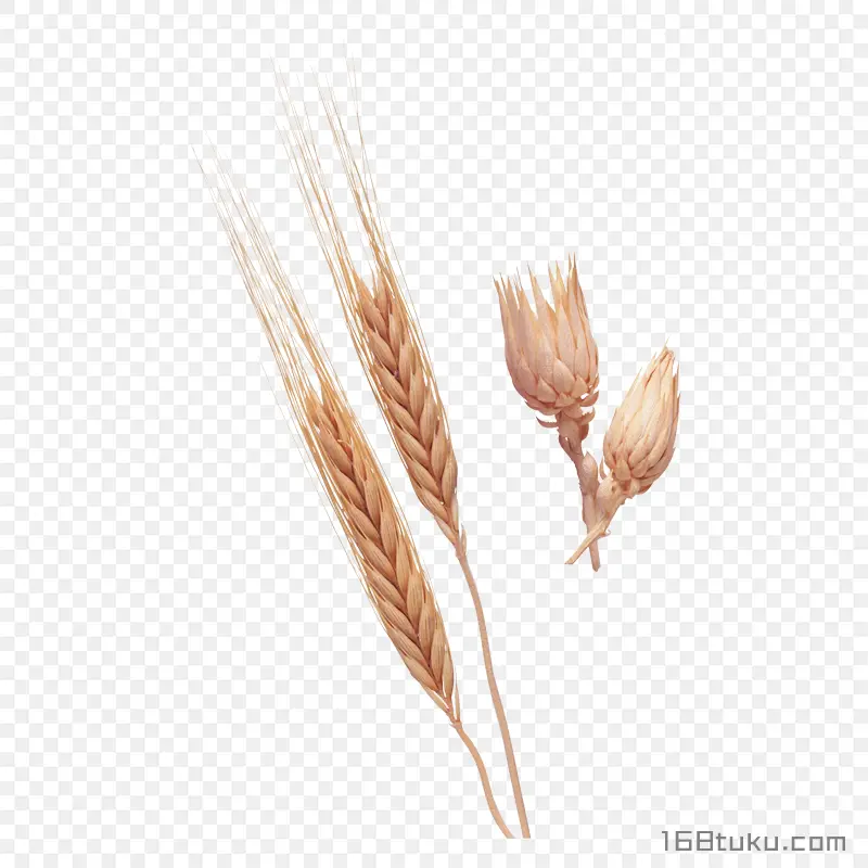 小麦麦穗