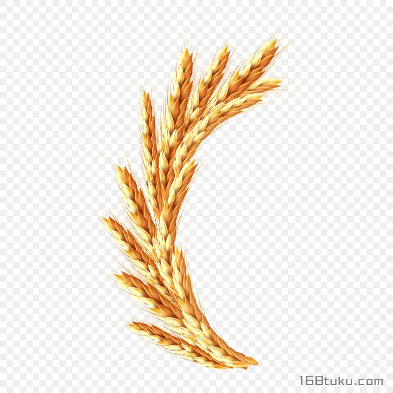 卡通小麦麦穗