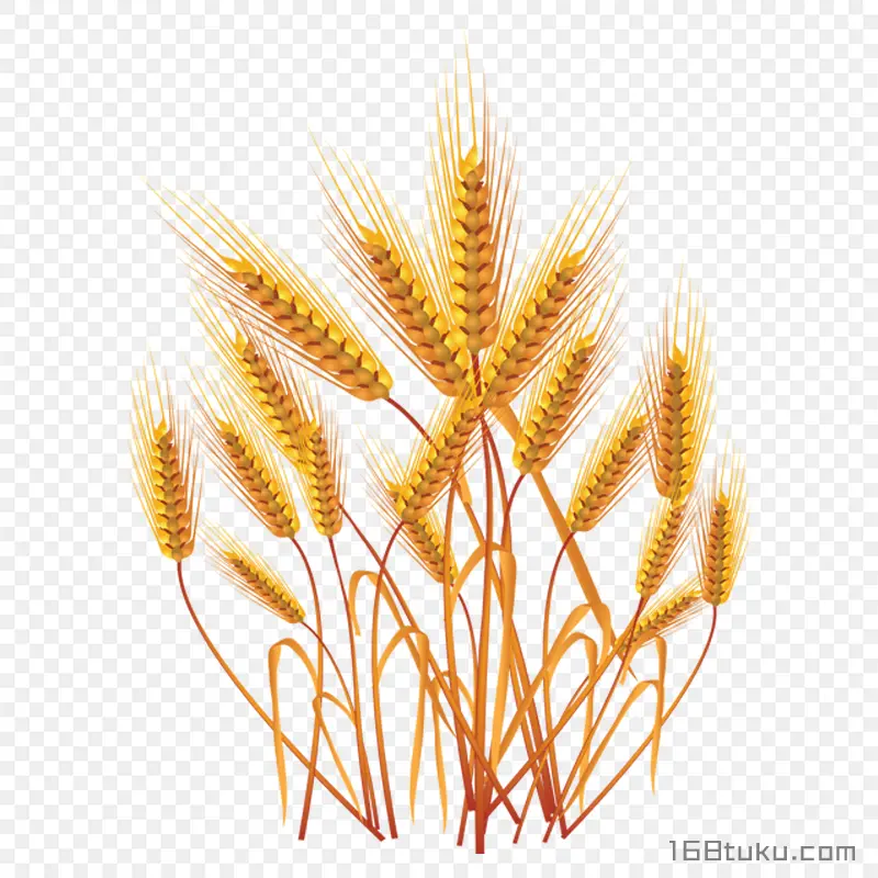 卡通小麦麦穗