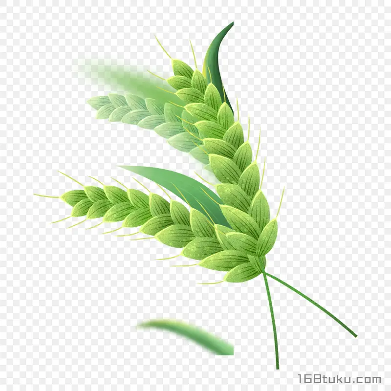 绿色卡通小麦