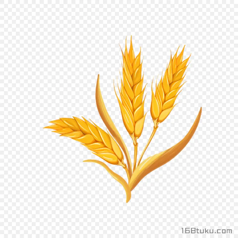 卡通麦穗