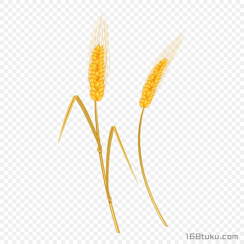 卡通小麦