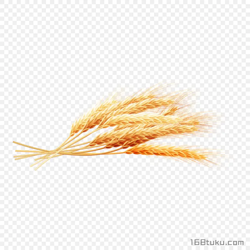卡通麦穗