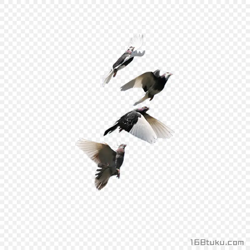 一群鸽子飞翔和平鸽灰色鸽子PNG素材免抠图片免费下载